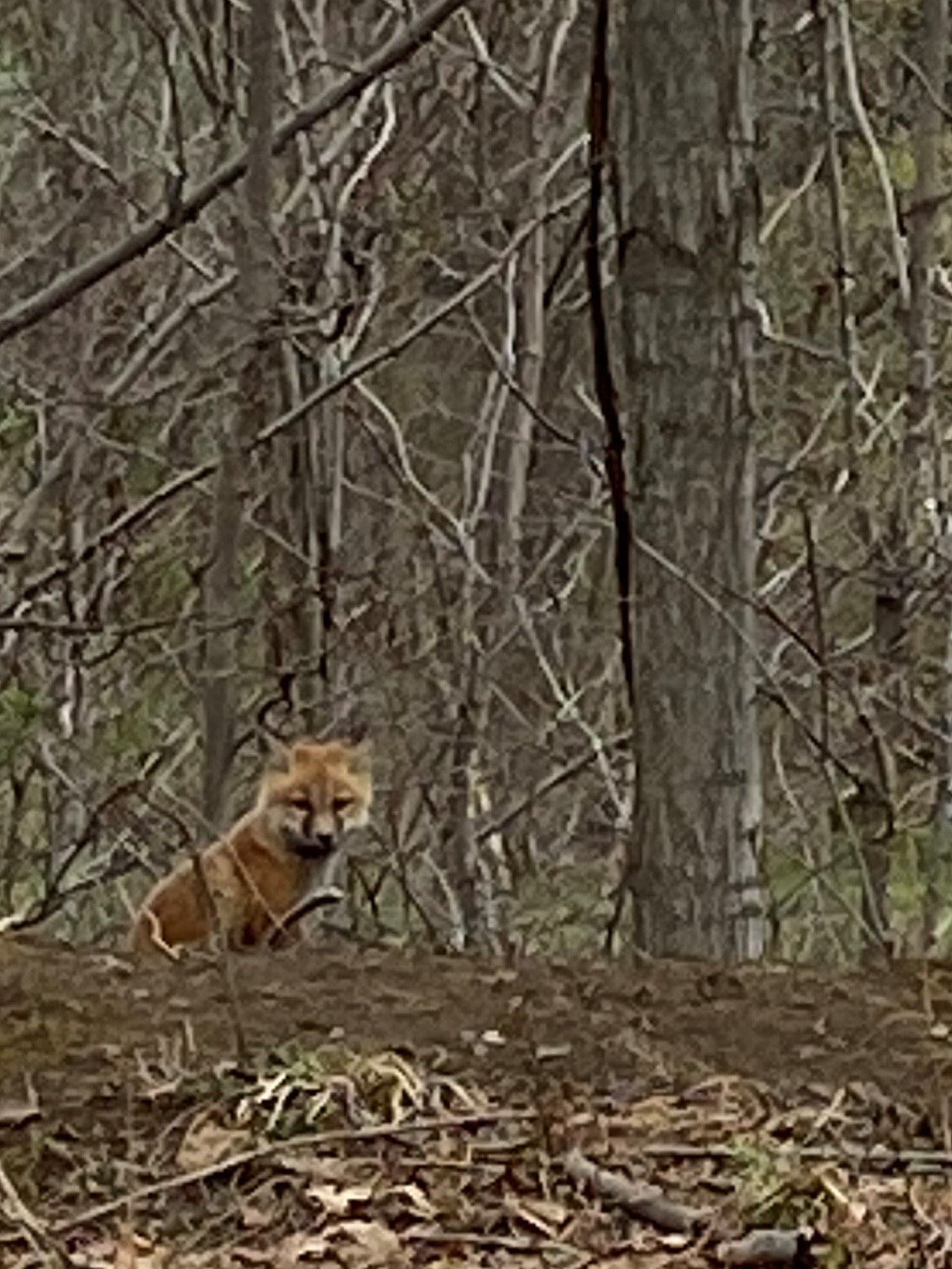 A fox